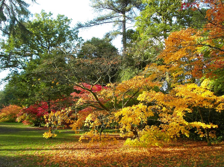 Westonbirt Arboretum autumn colours, Gloucestershire | Emma finds